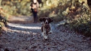 Hund kommt nicht bei Rückruf? Diese Fehler machen viele Halter – so klappt das Training