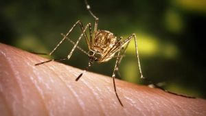 Oche con la West Nile, il virus scoperto per caso in un allevamento