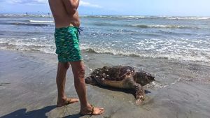 Ritrovato sulla spiaggia di Grado un grande esemplare di tartaruga senza vita