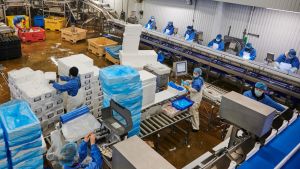 Gespalten zwischen Fisch und Freiheit: Island unternimmt einen neuen Anlauf in Richtung EU