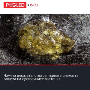 Научни доказателства за първата смолиста защита на сухоземните растения