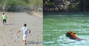 Behind the Scenes Of A Rescue Operation That Guides Royal Bengal Tigers From A Village to The Wild