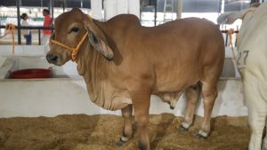 El lío de la trazabilidad bovina