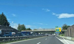 Zaradi živali oviran promet na dolenjski avtocesti