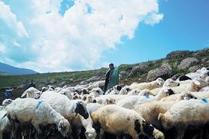 Tənha çobanın cavanlıq etməsi və itməsi