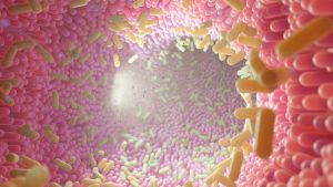 Un viaggio dantesco nell'intestino