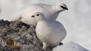 «Il clima cambia gli habitat: fauna e flora a rischio sulle Dolomiti»