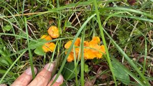 Troppo caldo e poca acqua: luglio nero per i funghi sulle Dolomiti