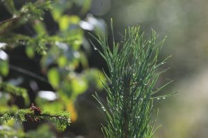 Som Bastholm roper i skogen