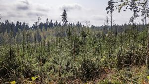 Ympäristö | Lukijalta: Hiilipörssi tekisi ilmastotoimista metsänomistajalle taloudellisen vaihtoehdon