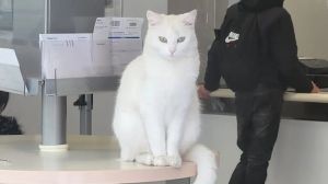 Pieve di Soligo: ritrovata Kitty, la gatta adottata dall’ufficio postale