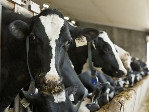 JAY GOLDBERG: Supply management should go – and not just for the sake of trade talks