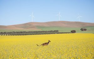 Renewables-powered data centres could revive Australia’s regions