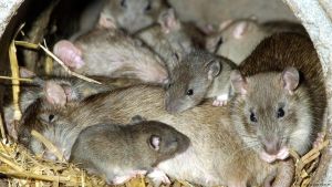 Turistas y ratas felices en Ibiza
