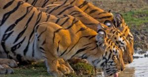 International Tiger Day: 7 Extraordinary Habitats That Prove Tigers Can Thrive Almost Anywhere