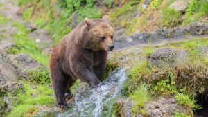 War ein Bär im Oberallgäu unterwegs? Die Laboranalyse sorgt für eine Überraschung