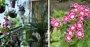 This Delhi Mom Beat Burnout By Growing Tiny Green Paradise In Her 98 Sq Ft Balcony