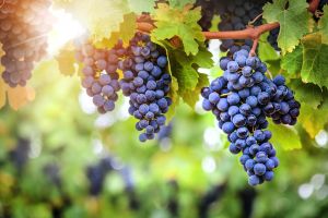 Fresh challenge for wine sector