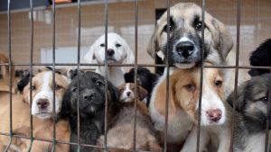 YTÜ Davutpaşa Kampüsü’ndeki 128 köpek için öğrenciler nöbette