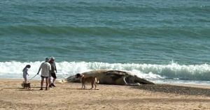 Dead whale hauled off Norfolk beach four days after washing ashore