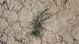 Die Landwirtschaft merkt: Durch den Klimawandel verändert sich etwas dramatisch