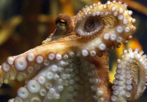 Enigme visuelle : comment les poulpes, les seiches et les calmars parviennent à “voir” grâce à leur peau
