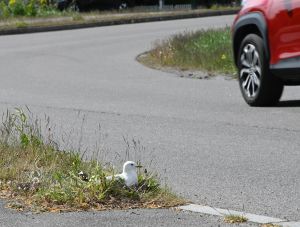 Måkene må hjelpes nå