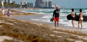 Sargassum, the smelly nemesis of beach vacations, has become a self‑sustaining disaster that will keep coming back