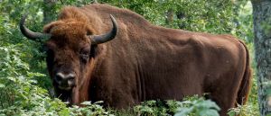 Yellowstone Tourists Lucky To Be Alive After Pulling One Of Most Moronic Moves Ever With Wild Bison