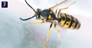 Zuschlagen oder Ruhe bewahren?