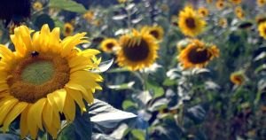 Sunflower patch reopening for summer with picnic area and refreshments
