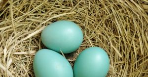 That Empty Nest May Be Fuller Than You Think