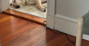 When in Doubt, Cry (or Bark) It Out