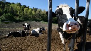 Aggredito da una mucca, resta invalido: dopo cinque anni arriva il maxi risarcimento dalla malga