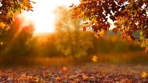 Déjà l’automne