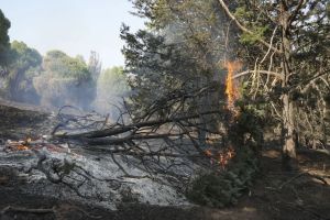 Incendio político