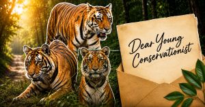 'Dear Gen Z Conservationist': What India's Tiger Experts Wish Someone Had Told Them At 20