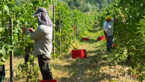 Vendemmia, un anticipo record in Oltrepò: «Raccolta uve mai a fine luglio»
