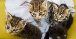 Hver som­mer skjer det igjen. Katt­unger blir dumpet