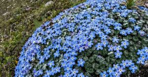 This Rare Purple Himalayan Flower Has Returned to India After 158 Years