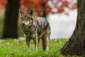 The Great Urban Shift is here, and our urban ecosystems will never be the same