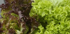 Should you wash your prewashed lettuce? An infectious disease expert explains how to eat your greens safely during the cyclospora outbreak