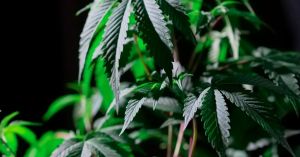 Placebo Effect: Mind Over Marijuana