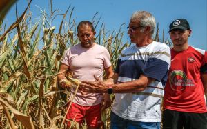 Grandes cultures dans les Pyrénées-Atlantiques : « On va atteindre les 50 % de pertes de récolte »
