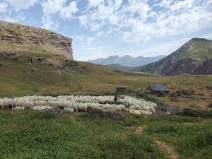 En Béarn, le pastoralisme à l’épreuve de la sécheresse dans les estives : « La montagne jaunit de jour en jour »