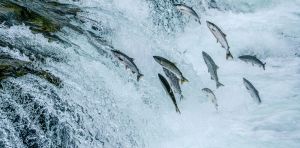 Canada’s infrastructure projects could damage Pacific salmon habitats