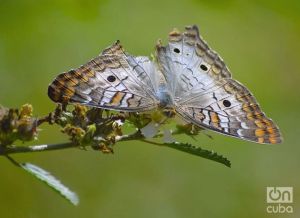 Ayer maté una mariposa