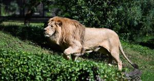 Ravnatelj ZOO-a nakon napada lava: 'Usmrtio ju je praktički na licu mjesta, sve se dogodilo izuzetno brzo'