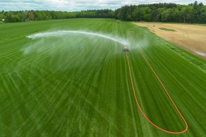 Le culte du gazon ou l’apologie de la monoculture