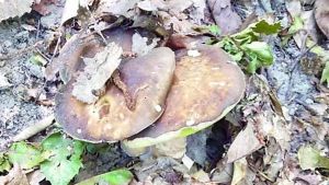Valle Staffora, boom di porcini. Ma per i cercatori irregolari arrivano le multe